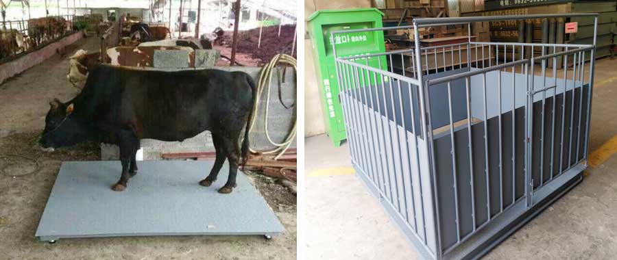 坦桑尼亚专业大型养殖企业使用鲁南围栏牲畜秤