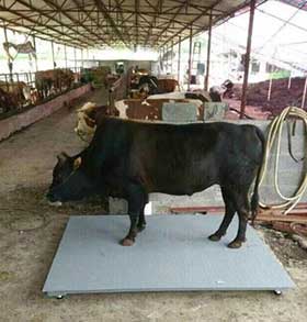 坦桑尼亚专业大型养殖企业首次使用鲁南衡器围栏牲畜秤评价很高
